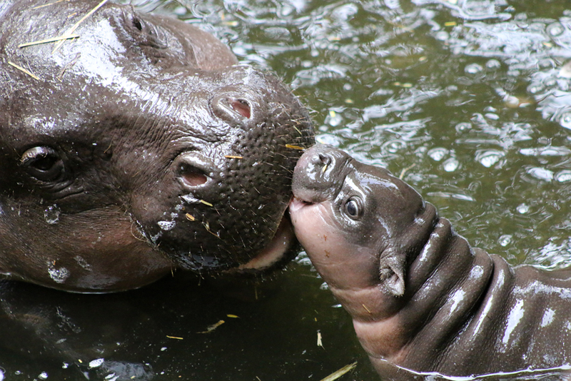Illustration for article titled This Baby Pygmy Hippo Is the Cutest Thing on Planet Earth (No Arguing Please)
